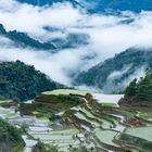 Reisanbau bei Banaue / Philippinen