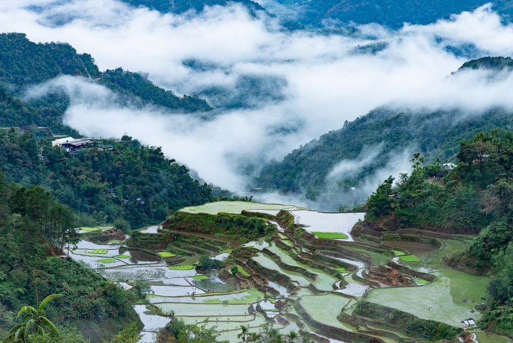 Reisanbau bei Banaue / Philippinen