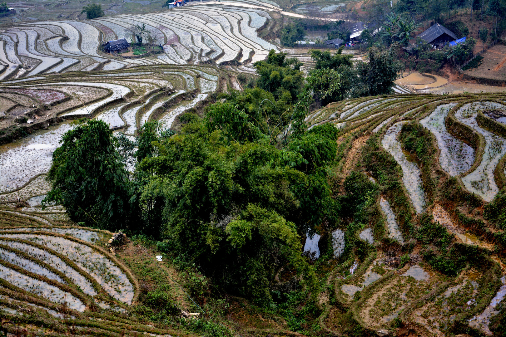 Reisanbau bei Sapa in Nordvietnam