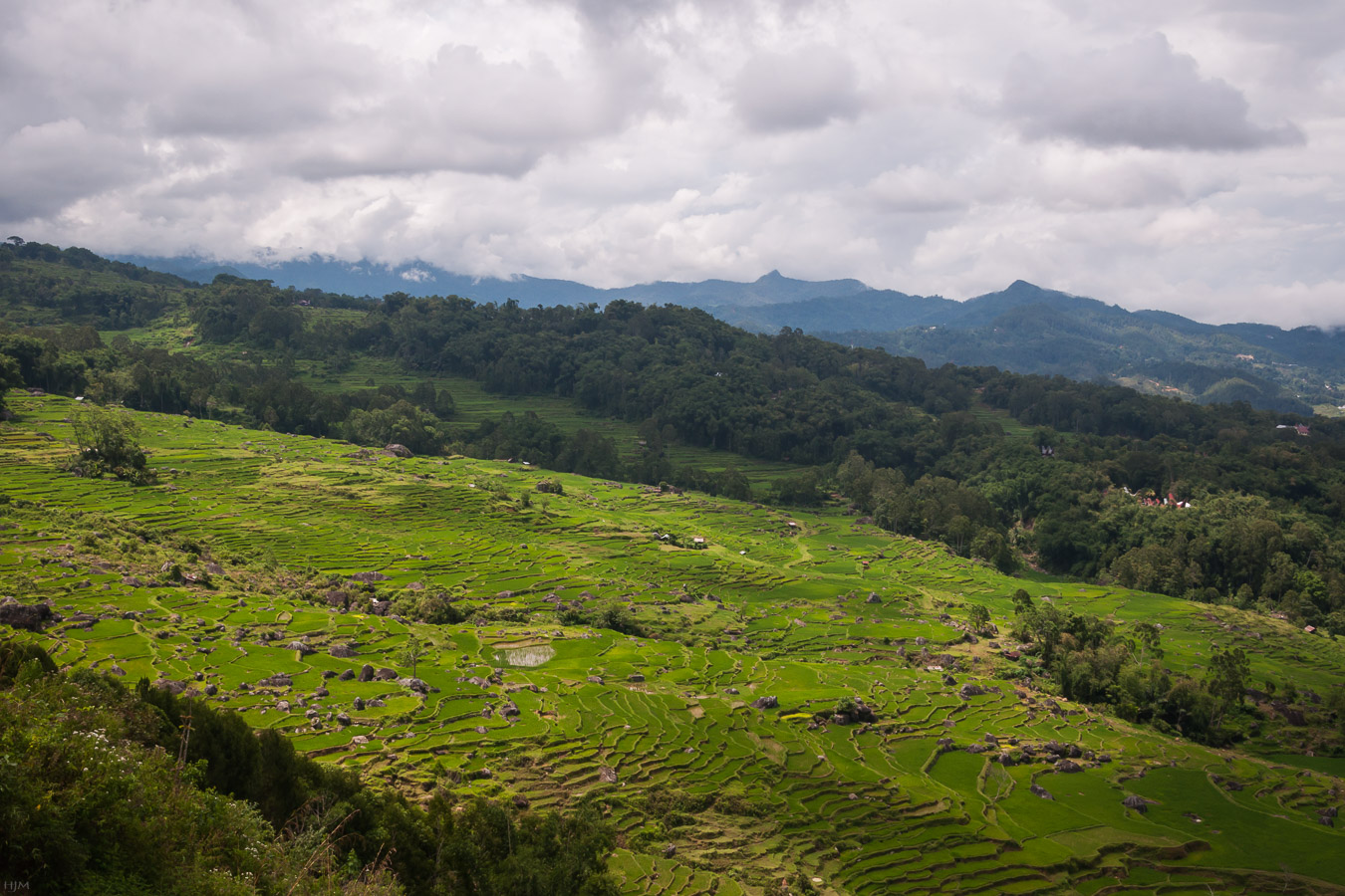 Reisanbau im Hochland der Toraja