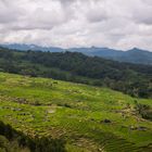 Reisanbau im Hochland der Toraja