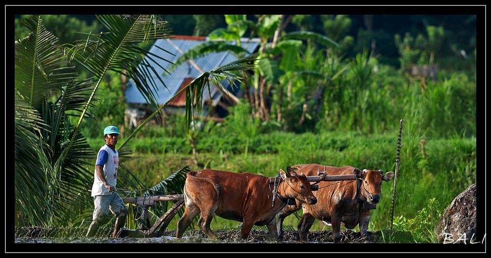 Reisanbau im Jahr 2012 auf Bali