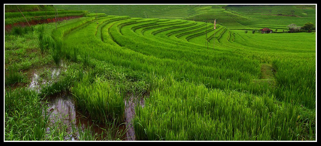 Reisanbau in Bali