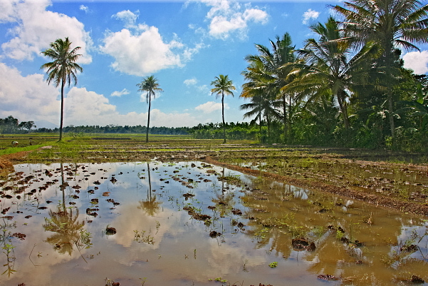 Reisanbau in Java