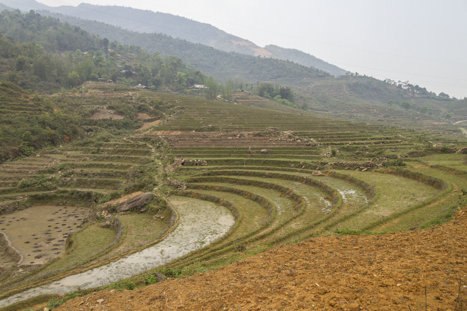 Reisanbau in Nordvietnam