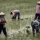 Reisanbau in Vietnam