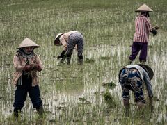 Reisanbau in Vietnam