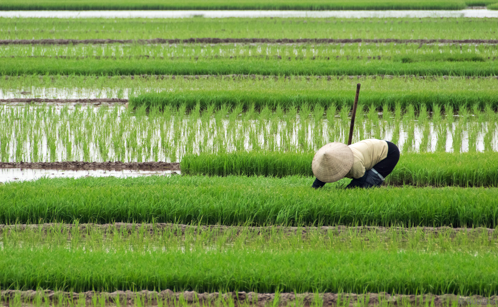 Reisbäuerin in der Nähe von Xuân Duong (© Buelipix)