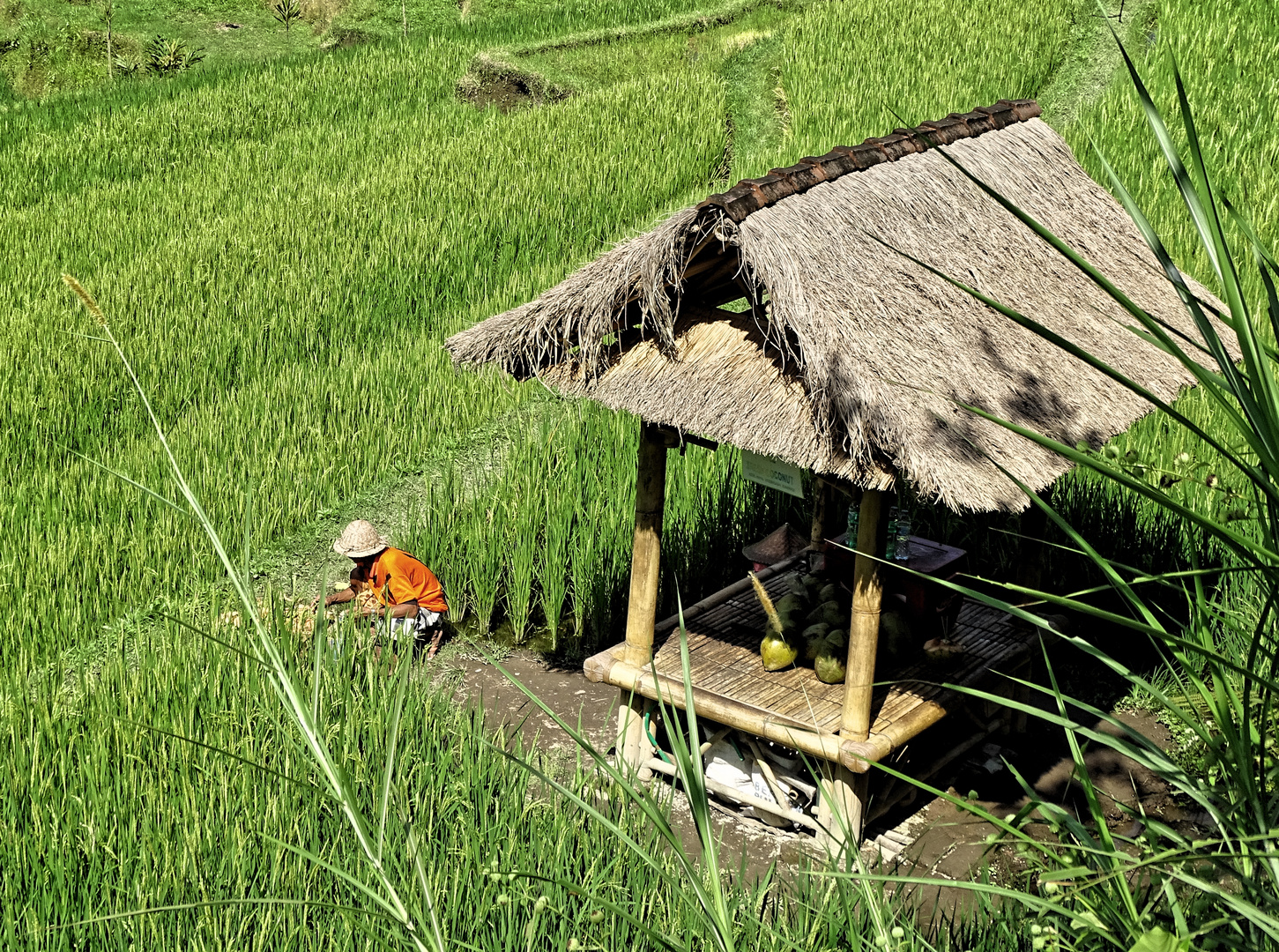 Reisbauer auf Bali