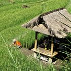 Reisbauer auf Bali