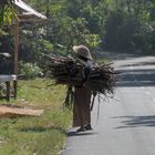 Reisbauer auf Bali