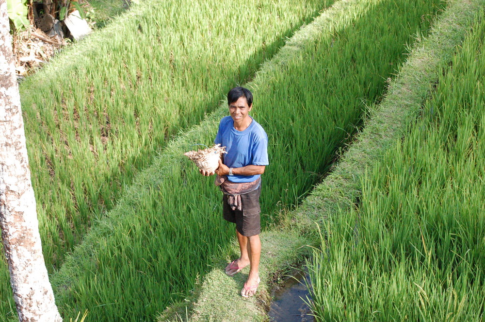 Reisbauer auf Bali