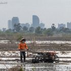 Reisbauer außerhalb Phnom Penhs