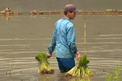 Reisbauer bei der Arbeit (2)