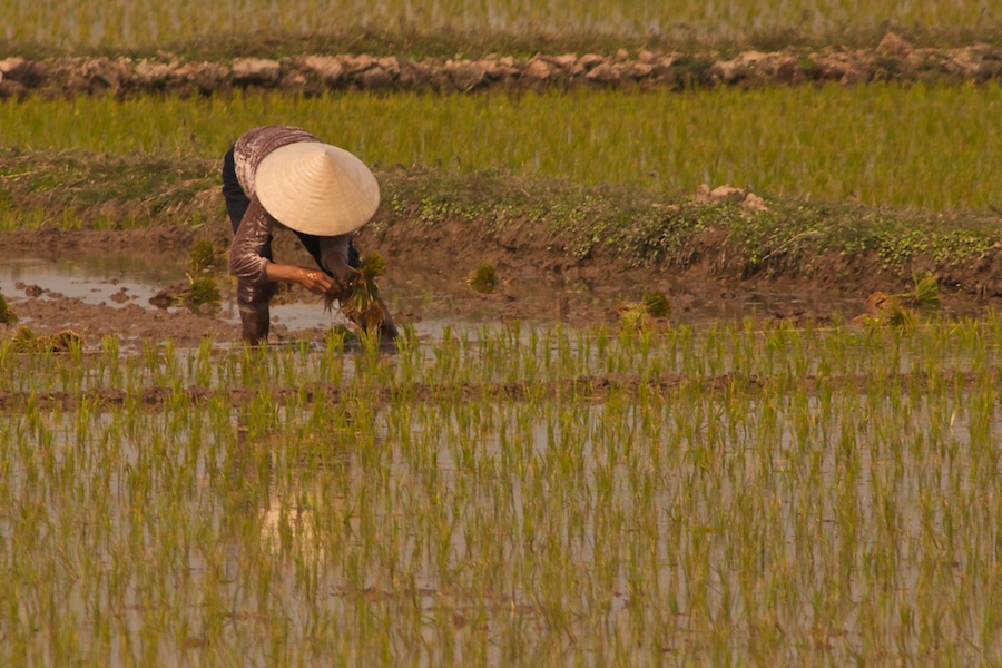 Reisbauer bei der Arbeit