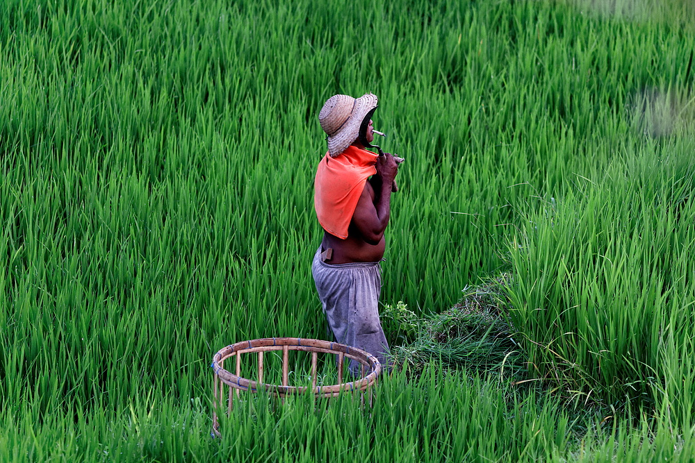 Reisbauer in Bali