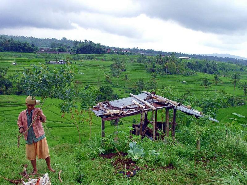 Reisbauer in Bali