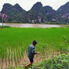 Reisbauer in der Trockenen Halongbucht