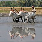 Reisbauer in Tamil Nadu