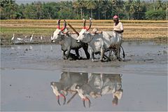 Reisbauer in Tamil Nadu