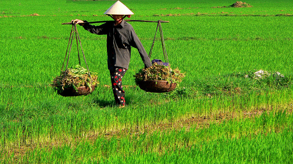 Reisbauer in Vietnam