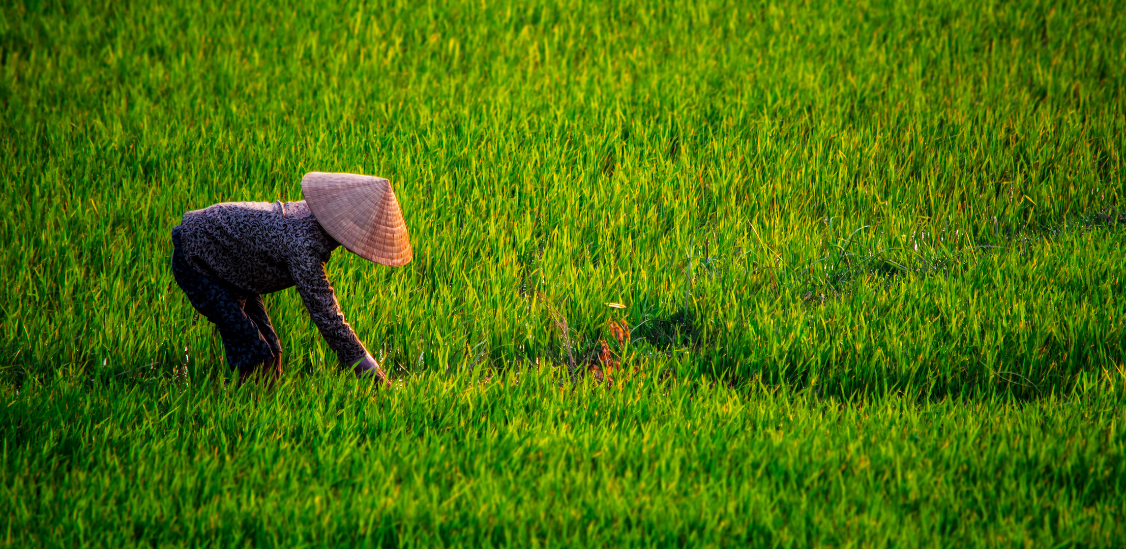 Reisbauer in VIetnam