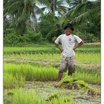 Reisbauer - Kampot, Kambodscha