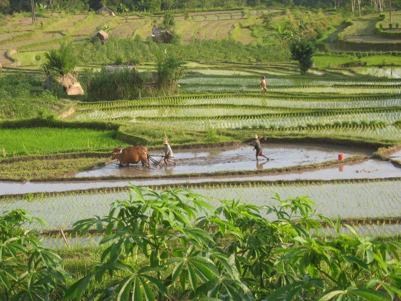 Reisbauern auf Bali