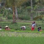 Reisbauern bei der Arbeit