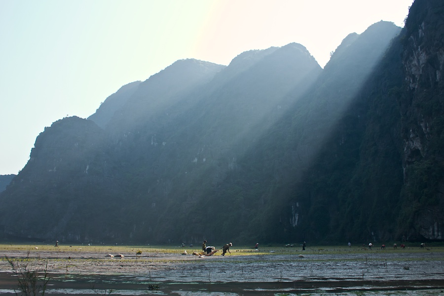 Reisbauern in der trockenen Ha Long Bucht