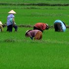 Reisbauern in Vietnam