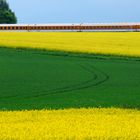 Reise durch den Frühling