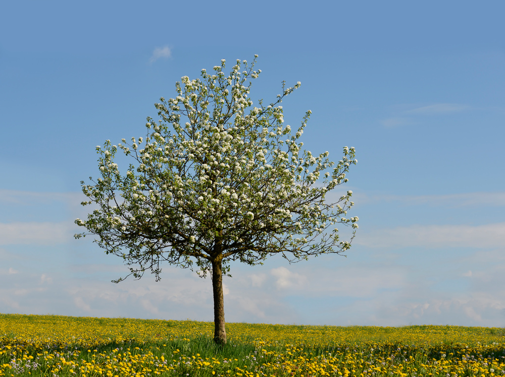 Reise durch den Frühling