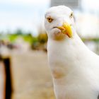 Reise durch die Krummhörn