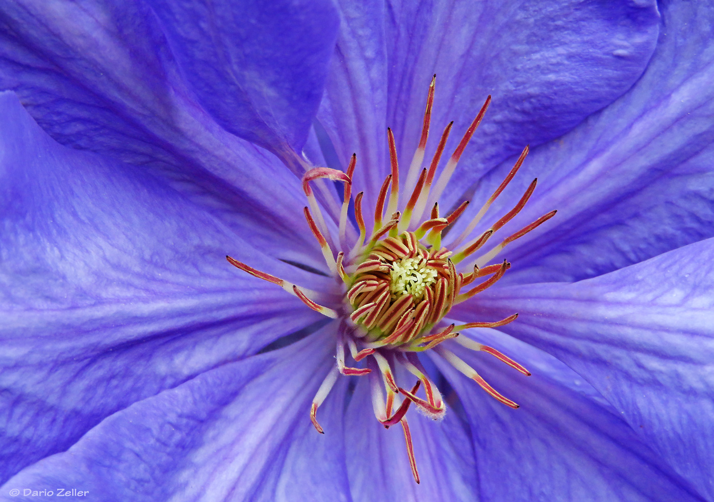 Reise in die Blüte