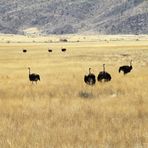 Reise Straussenvögel Namibia C500d-683 -col +9Fotos