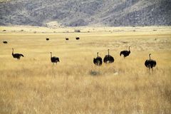 Reise Straussenvögel Namibia C500d-683 -col +9Fotos