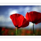 Reise zum Mohn