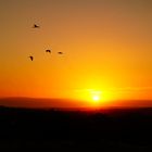 Reise zurück Zugvögel machen sich auf den Weg