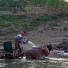 Reisebericht: <Nord Myanmar (Burma)> 2009 - Teil 18 – Tierwaschszene am Fluss bei Myitkyina