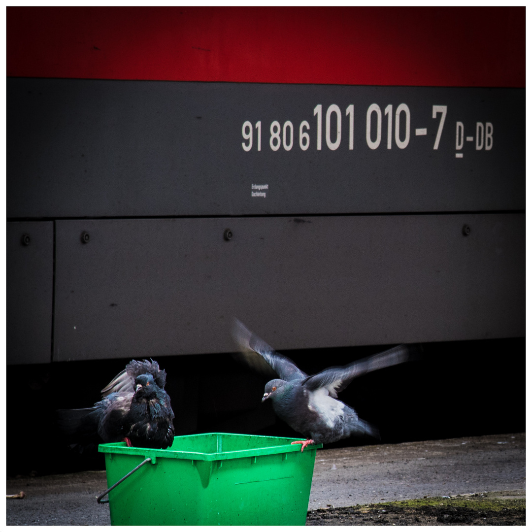 Reisefreiheit Foto & Bild natur, bahnhof, tiere Bilder auf