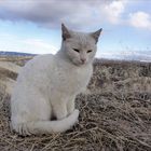 Reiseimpr. Anatolien -the cat: "ich möchte Dir etwas sagen...."