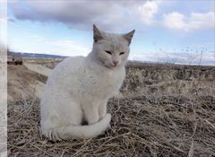 Reiseimpr. Anatolien -the cat: "ich möchte Dir etwas sagen...."