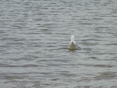 reiseimpressionen 5 - De Haan