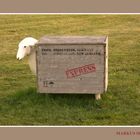 Reisendes Schaf