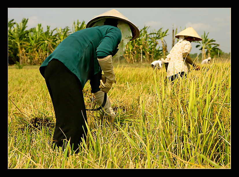 Reisernte im Mekongdelta