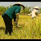 Reisernte im Mekongdelta