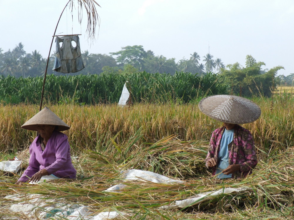 Reisernte in Bali August 2008