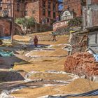 Reisernte in Bhaktapur