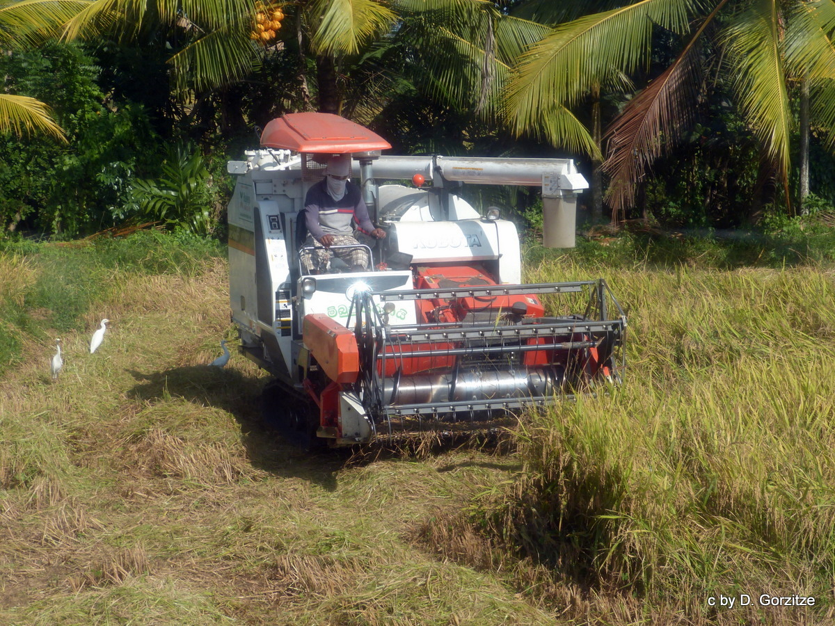 Reisernte mit dem Kubota  Reis Mähdrescher !